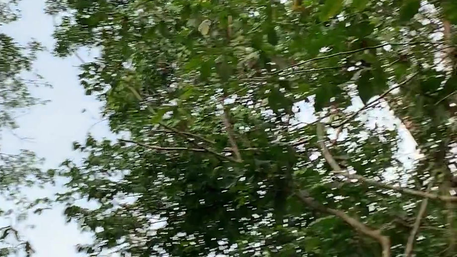 Howler Monkeys
